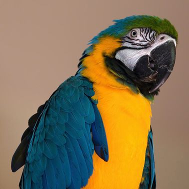 blue-yellow-gold-macaw-parrot-bird-close-up-face-ashley-swanson